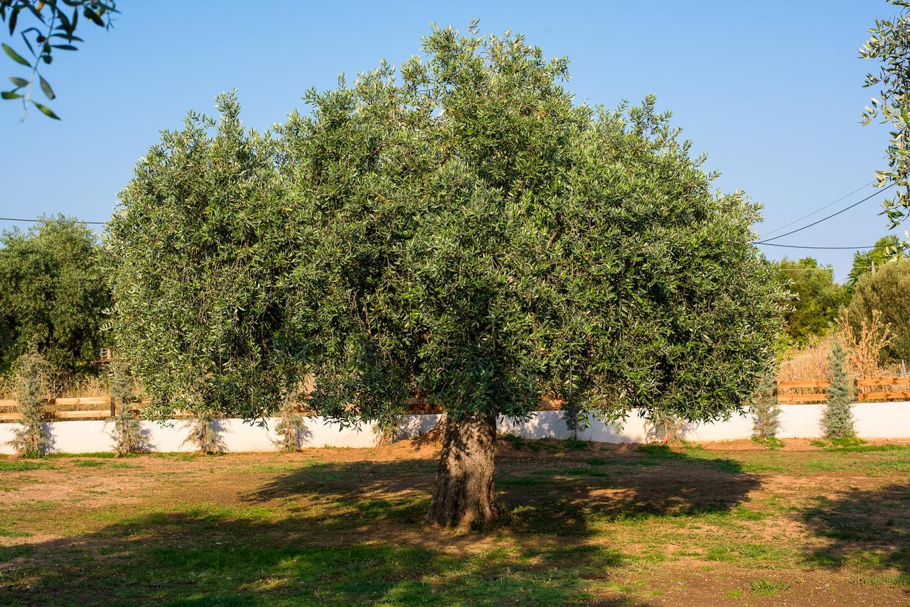 Olive Land Villas Limenária Kültér fotó
